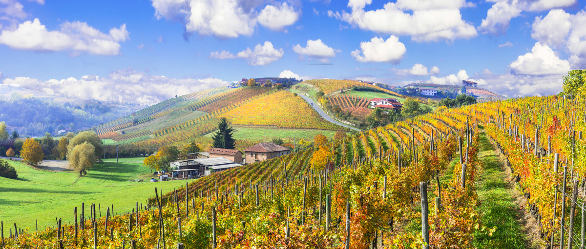 Vignes Toscane