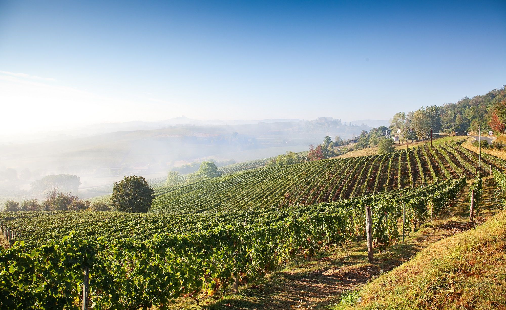 Vignobles Italie