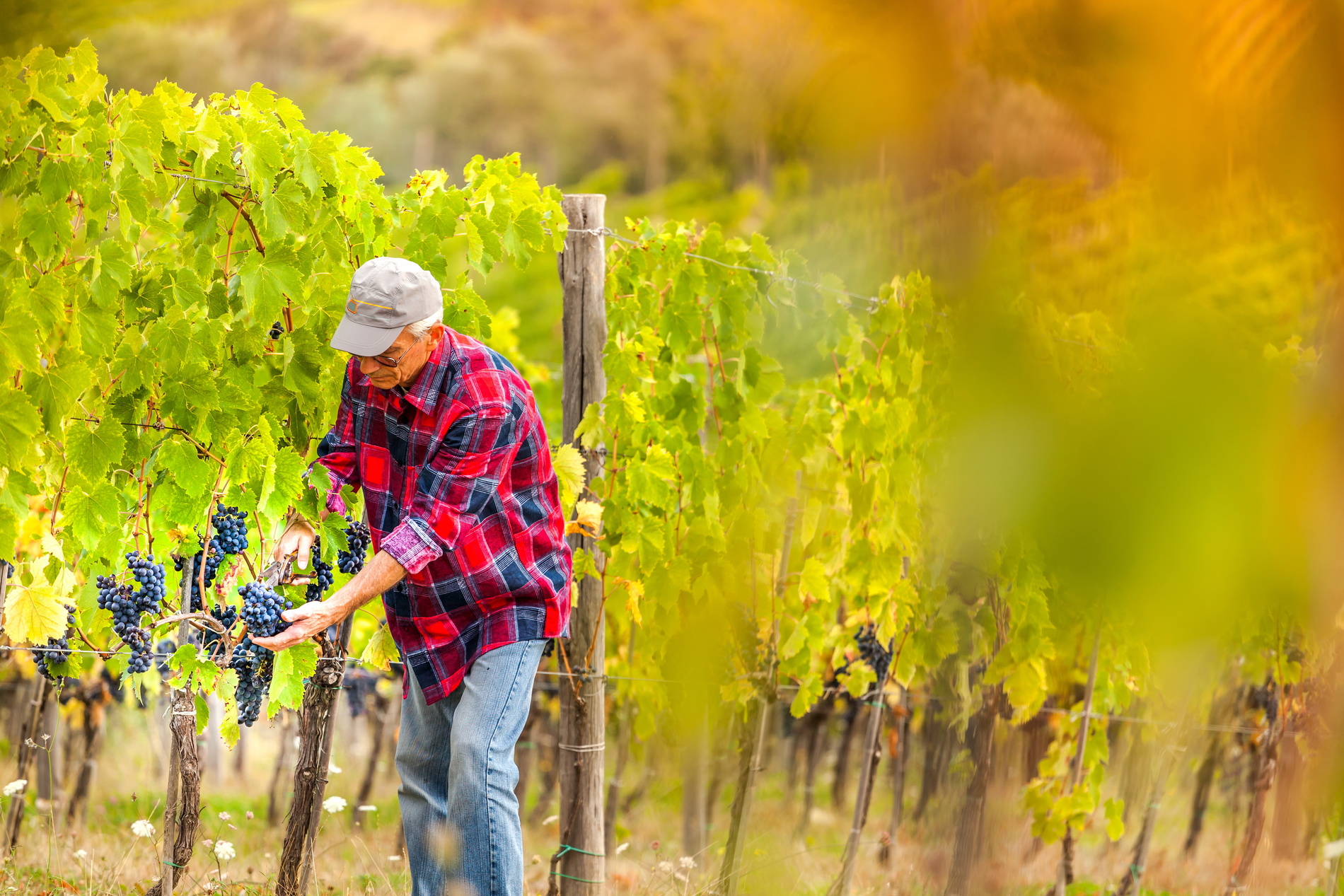 Chianti Italie