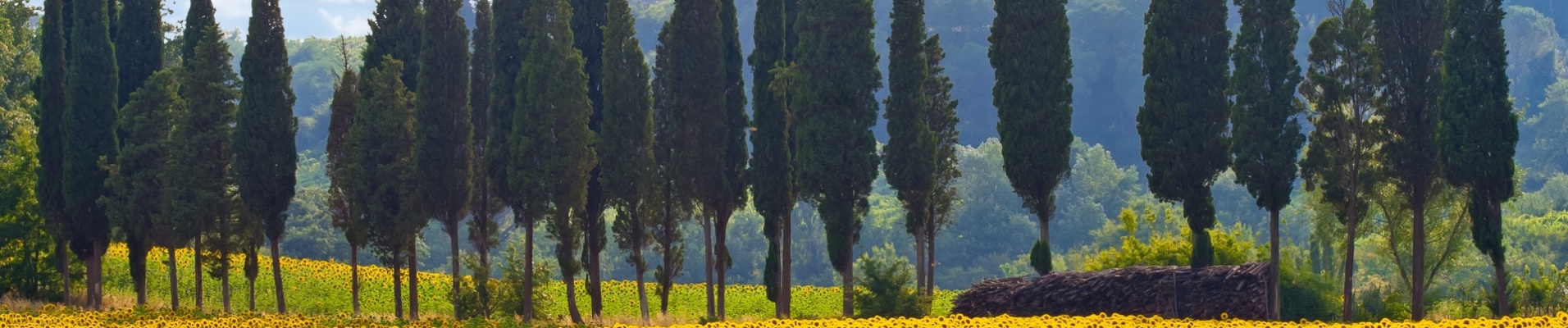 Nature Tournesols Italie