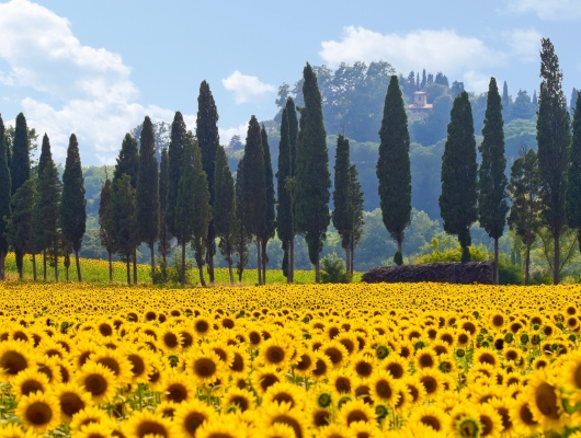Nature Tournesols Italie