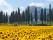 Nature Tournesols Italie