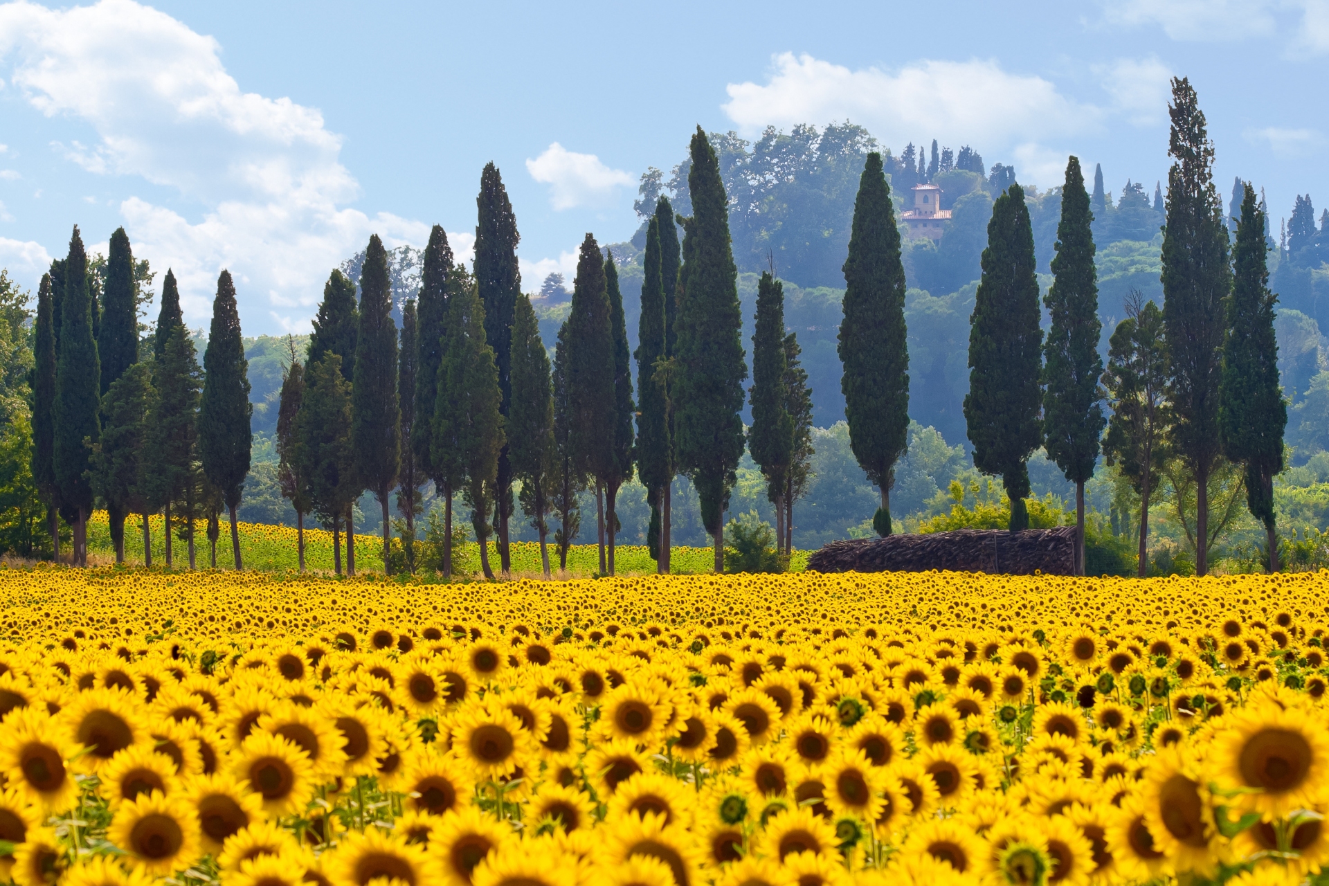 Nature Tournesols Italie